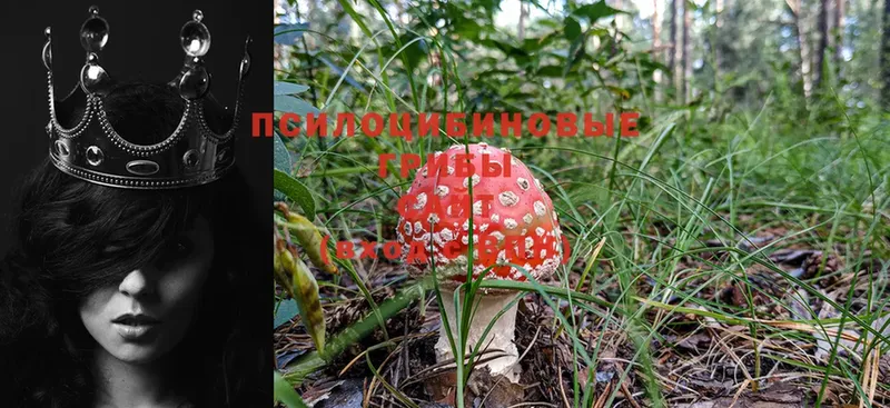 Галлюциногенные грибы Cubensis  Донецк 